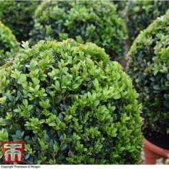 Box Ball -Flourish Flora BOXU 4707 A1