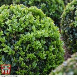 Box Ball -Flourish Flora BOXU 4707 A2