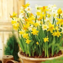Spring Bulb Bumper Pack -Flourish Flora BUDAF21332