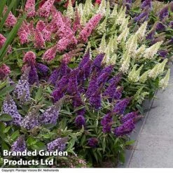 Buddleja 'Butterfly Candy' Collection -Flourish Flora BUDD CANDY B
