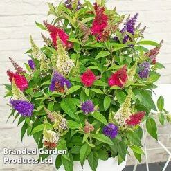 Buddleja 'Butterfly Candy' Collection -Flourish Flora BUDD CANDY D