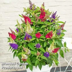Buddleja 'Butterfly Candy' Collection -Flourish Flora BUDD CANDY E