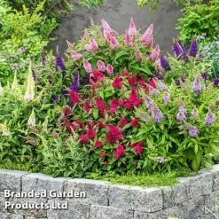 Buddleja 'Butterfly Candy' Collection -Flourish Flora BUDD CANDY F