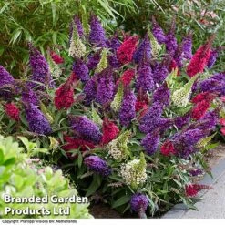 Buddleja 'Butterfly Candy' Collection -Flourish Flora BUDD CANDY G