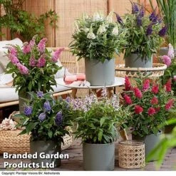 Buddleja 'Butterfly Candy' Collection -Flourish Flora BUDD CANDY H