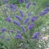 Buddleja Davidii 'Nanho Blue'