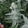 Buddleja 'Silver Anniversary'