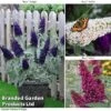Buddleja 'Buzz&reg; Trio Collection'