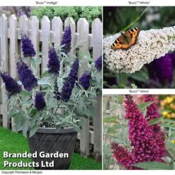 Buddleja 'Buzz&reg; Trio Collection'