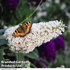 Buddleja 'Buzz&reg; Trio Collection' -Flourish Flora BUDD TKA1011 C1