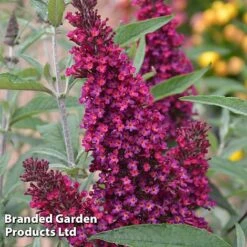 Buddleja 'Buzz&reg; Trio Collection' -Flourish Flora BUDD TKA1011 D1