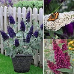 Buddleja 'Buzz&reg; Trio Collection' -Flourish Flora BUDD TKA1011 NOW3