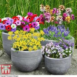 Bumper Spring Bulb Collection