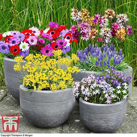 Bulb Bonanza Collection 3 Bulb Bonanza Collection - Image 3