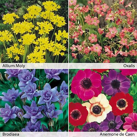 Spring Flowering Bulb Collection 100 Bulb 1 Spring Flowering Bulb Collection 100 Bulb