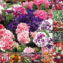 Bumper Garden Collection 13 Bumper Garden Collection -Flourish Flora BUMP KB3121 E3