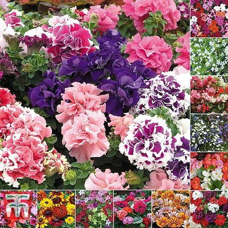 Bumper Garden Collection 7 Bumper Garden Collection - Image 7