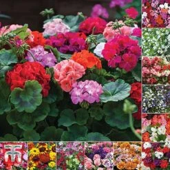 Bumper Garden Collection