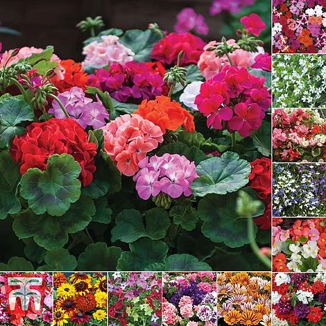 Bumper Garden Collection 1 Bumper Garden Collection