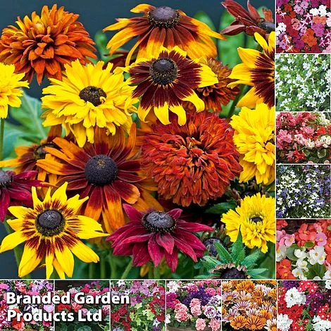 Bumper Garden Collection 2 Bumper Garden Collection - Image 2