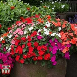 Garden Ready Bedding Collection -Flourish Flora BUSY KB3223 C1