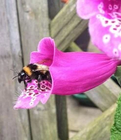 Bee Mix Seed Bag - 100 Balls -Flourish Flora Bee20mix20final20product1