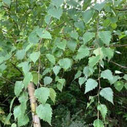 Silver Birch Tree (Betula Pendula) Grown By Cotswold Trees -Flourish Flora Birch Leaves