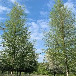 Silver Birch Tree (Betula Pendula) Grown By Cotswold Trees -Flourish Flora Birch Trees