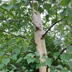 Silver Birch Tree (Betula Pendula) Grown By Cotswold Trees -Flourish Flora Birch Trunk