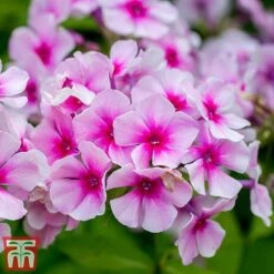 Phlox Paniculata 'Bright Eyes' -Flourish Flora Bright phlox