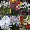 Spring Bulb Bonanza