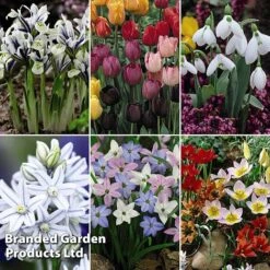 Spring Bulb Bonanza