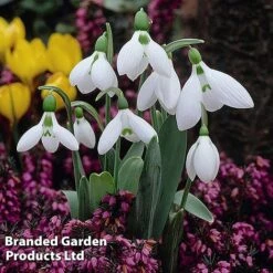 Spring Bulb Bonanza -Flourish Flora Bulb Spring Bonanza KC8689C