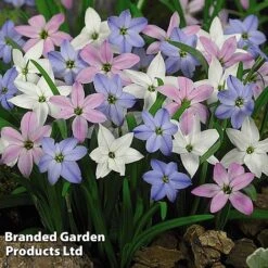 Spring Bulb Bonanza -Flourish Flora Bulb Spring Bonanza KC8689G