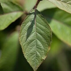 Callicarpa Bodinieri 'Imperial Pearl' -Flourish Flora CALL IMPERIALP S45267 NOW