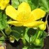Caltha Palustris Subsp. Polypetala (Marginal Aquatic)