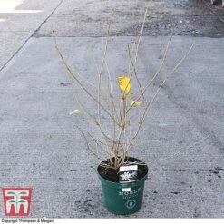 Calycanthus 'Venus' -Flourish Flora CALY 68284 A