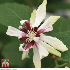 Calycanthus Duo -Flourish Flora CALY KA9176 B