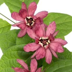 Calycanthus Duo -Flourish Flora CALY KA9176 C