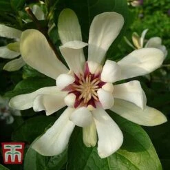 Calycanthus Duo -Flourish Flora CALY KA9176 D