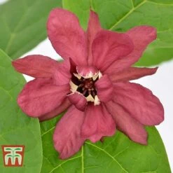 Calycanthus Duo -Flourish Flora CALY KA9176 E