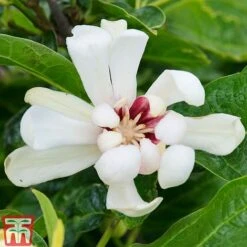 Calycanthus 'Venus' -Flourish Flora CALY T68284 B