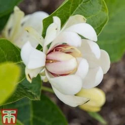 Calycanthus 'Venus' -Flourish Flora CALY T68284 C