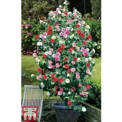 Camellia 'Tricolour' -Flourish Flora CAME T44757 E