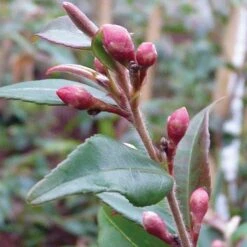 Front Page -Flourish Flora CAME T55643 A h