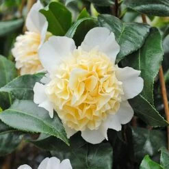 Camellia 'Brushfield's Yellow' -Flourish Flora CAME T70863 C