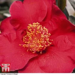Nurseryman's Choice Camellia -Flourish Flora CAME WKB8702 D