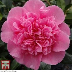 Nurseryman's Choice Camellia -Flourish Flora CAME WKB8702 E