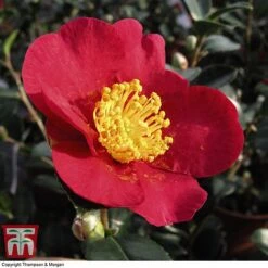 Nurseryman's Choice Camellia -Flourish Flora CAME WKB8702 F