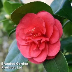 Camellia 'Blooming Wonder Red' -Flourish Flora CAME 20BLOOMSR L14710